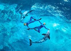 Normal_dolfinarium_aqua_bella
