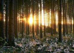 Normal_natuur_winter_bossen_bos