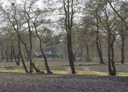 Normal_houtsingels_westerkwartier