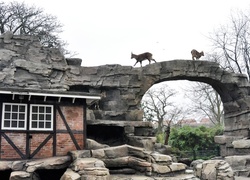 Normal_steenbokken_bokkenrots