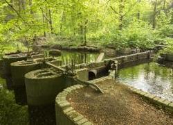 Normal_waterloopbos