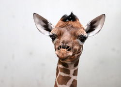 Normal_giraffe_geboren_in_artis._foto_artis__ronald_van_weeren