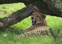 Normal_zpo_gapende_cheetah