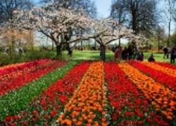 Normal_keukenhof_tulpen