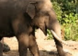 Normal_olifant
