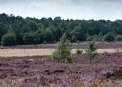 Normal_veluwse_heide