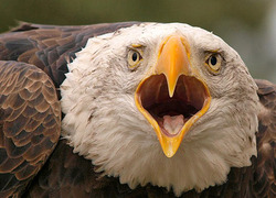 Normal_roofvogel_open_bek_frontaal