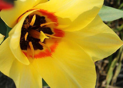Normal_tulipa_natura_artis_magistra