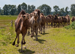 Normal_kamelenmelkerij-berlicum