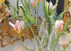 Normal_tulpen_in_vaas.jpg