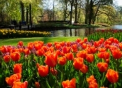 Normal_anwbtulp