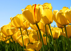 Normal_tulips