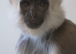 Normal_hanuman_langoer_apenheul