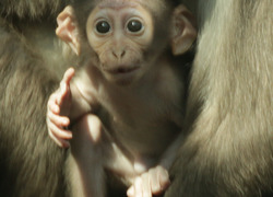Normal_witkruinmangabey_shirley_kroos