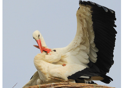 Logo_ooievaars_liefdeskoppel_op_nest