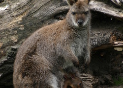 Normal_dierenparkwissel_wallabie_met_jong