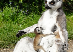 Normal_aqua_zoo_friesland_ringstaartmaki_met_jong