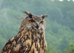 Normal_uhu_gesicht_2