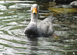 Normal_aqua_zoo_friesland_magelhaen_booteend