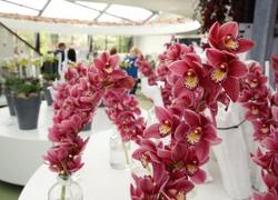 Normal_orchids_of_love_keukenhof