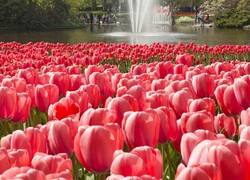 Normal_14004219640065_1