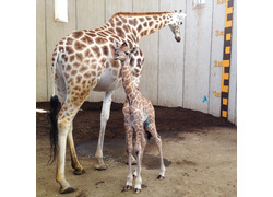 Logo_giraffe_geboren_gaiazoo