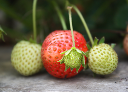 Normal_aardbeien