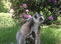 Normal_dierenparkwissel_ringstaartmaki_met_tweeling