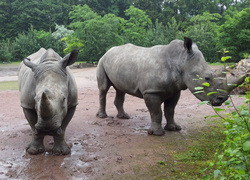 Normal_gaiazoo_witte_neushoorns
