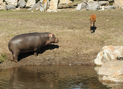 Normal_nijlpaard_ontmoet_nijlantilope_safaripark_beekse_bergen_lr