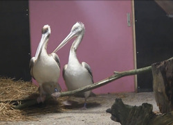 Normal_kroeskoppelikanen_dierenpark_amersfoort