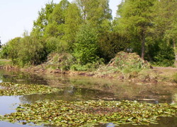 Normal_waterplanten