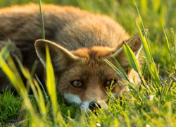 Normal_oostvaardersplassen_de_nieuwe_wildernis__fietsen_in_almere