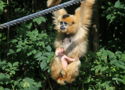 Normal_goudwanggibbon_foto_artis_ronald_van_weeren