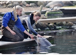 Logo_dolfinarium_dolfijnentrainer