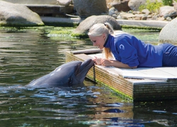 Normal_dolfinarium_01