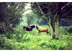 Logo_oostvaardersplassen_red_deer_meeting_heck_bull