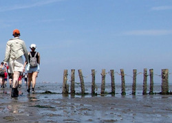 Normal_wadden_wadlopen