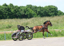Normal_paard_op_hol