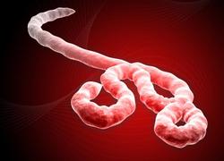 Normal_ebola_virus