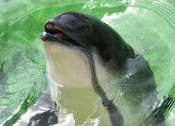 Normal_dolfinarium_bruinvissen