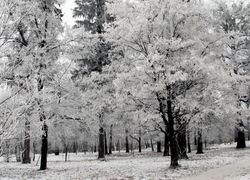 Normal_winter_weer_bos_wit