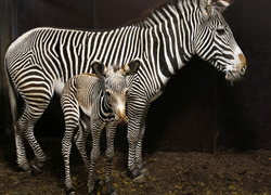 Normal_gr_vy_zebra_veulen