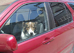 Normal_hond_in_hete_auto