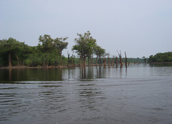 Normal_339