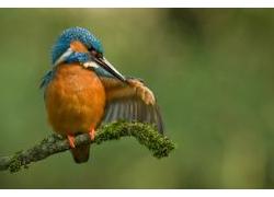 Logo_ijsvogel_poetst_veren_0