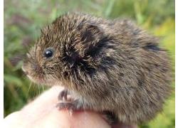 Logo_noordse_woelmuis_op_tiengemeten_0